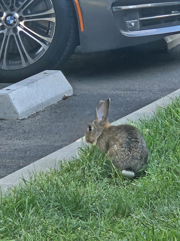 I found a bunny on Easter yesterday