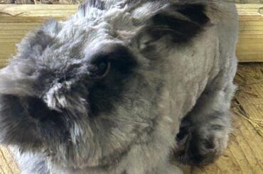 A rather interesting haircut on my angora bunny 😅