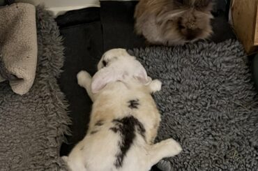 A little fluffy starfish
