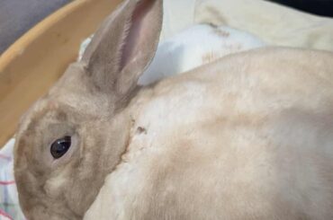 She treats him the the squishmallow you shove between your legs when sleeping