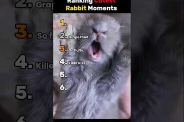 Ranking Cutest Rabbit Moments.