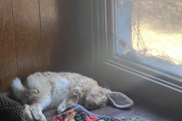 WFH “partner”