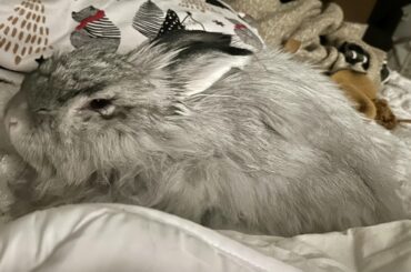 Woke up this morning and this lil flouf snuggled right in! I think my waking up woke him up.