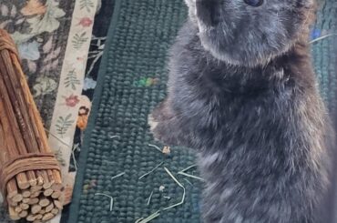meet Grimley!