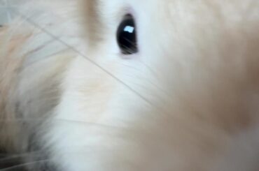 bunny is adorable until her first heat season