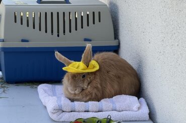 I have a family member that hosts bunny adoption days for the local shelter. This guy stole my heart!