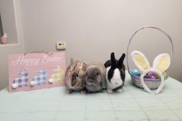 Hoppy Easter from my fluffy trio!