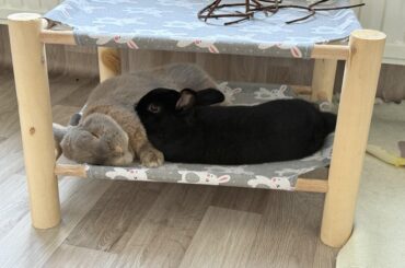 Snooze
