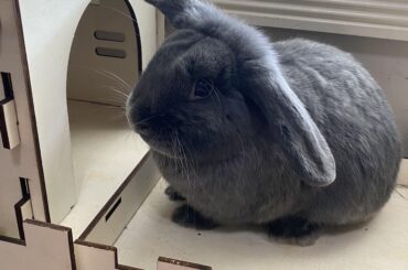 Mooney is patiently waiting for me to get new toys today for him. He is feeling a bit cranky from molting 😪