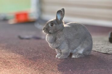 Vacations with bunny?