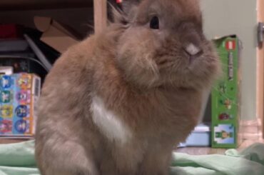 adult bunny litterbox problem