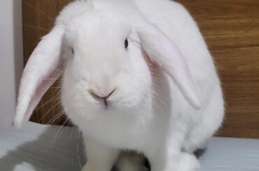 Can you teach rabbits sign language?