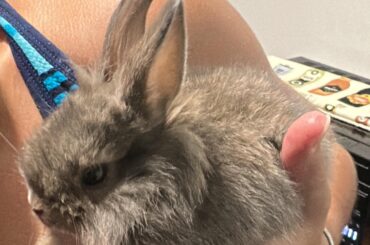 Is this a lion head or a netherland dwarf?