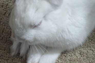 bonhomme mastering the three-footed pillow strategy