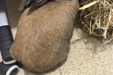 my thoughts about people commenting on having a bunny
