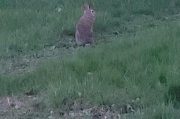 The local cottontail in my neighbourhood