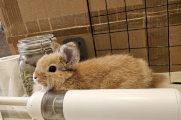 Miso is about 3/4 of mini handheld vacuum long atm~