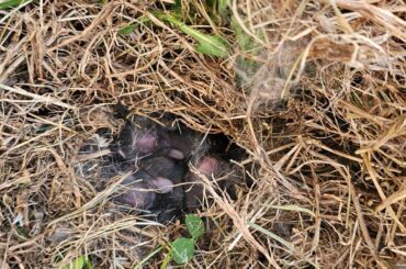 Some baby bunnies currently in my yard