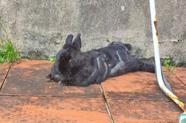 Fang has survived long enough to finally experience the outdoors!