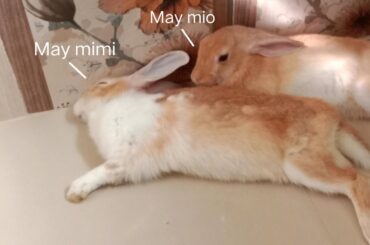 May mimi likes to sleep with her sister may mio