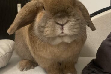 With my bunny again