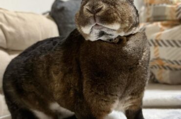 Waiting for his parsley... The radar is fully activated 🤭