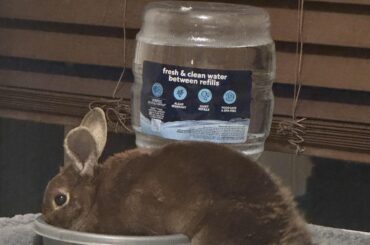 Why does she get in the water to drink it