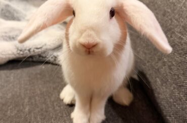 Glaze had his vet appointment… and turns out he’s a girl!