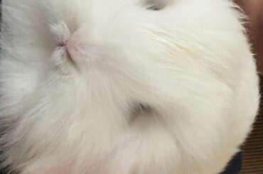 What kind of bunny is this?