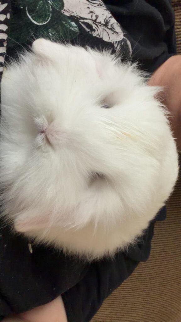 What kind of bunny is this?