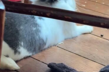 Is this normal? I feel like I’m being paranoid but this is the second time I’ve noticed her ears/head moving (I know this is a shaming group but I need help lol)