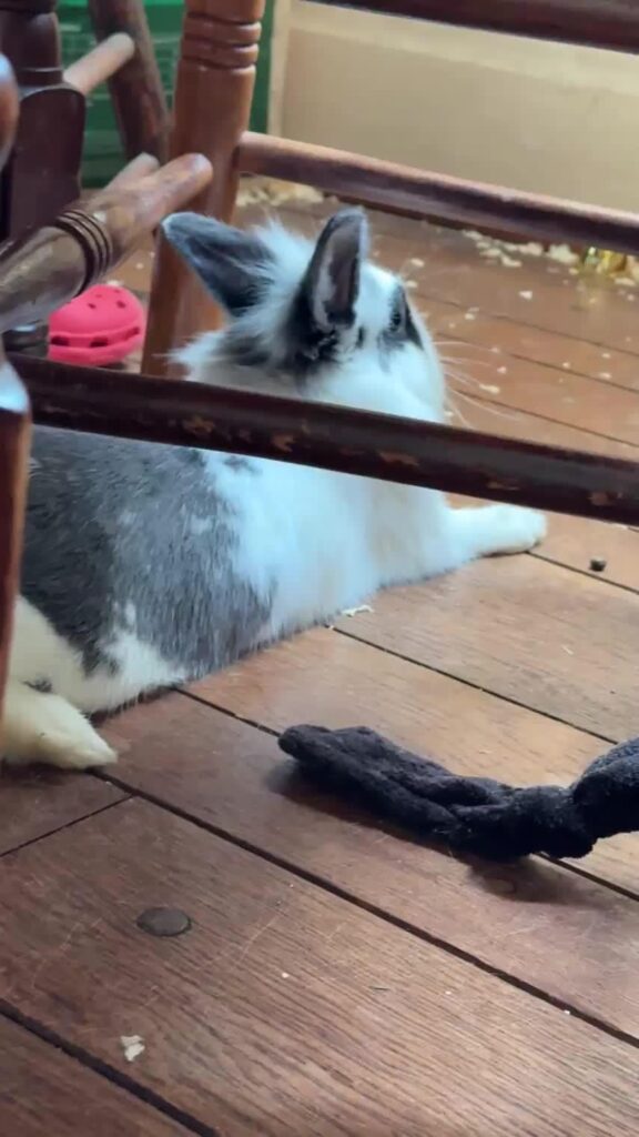 Is this normal? I feel like I’m being paranoid but this is the second time I’ve noticed her ears/head moving (I know this is a shaming group but I need help lol)