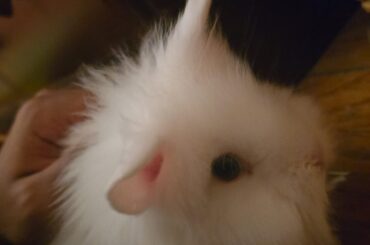 New Bunny! (name a WIP, give me ideas if you have some!)