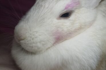 Bunny with blush bunny with blush