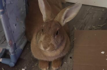 Toddler named her Ballerina Cappuccina.. I've just been calling her "bunny". Nickname ideas?