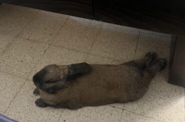 he lays like a mermaid