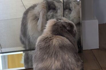 Anyone else have a greasy bun?