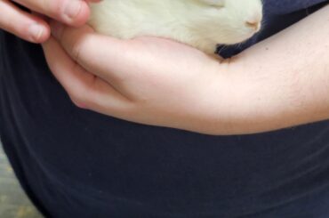Held the tiniest little bunny today