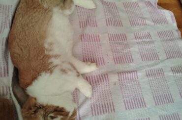 My bunny decided to flop next to me again! He even stayed like this for a few minutes and I could pet him. I felt very honored and he looked really cute, but then...