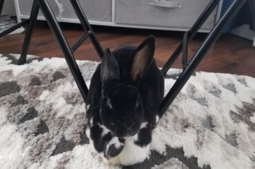 If she fits she sits