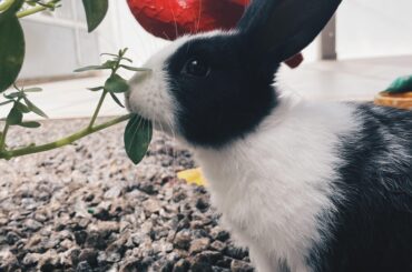 Oliver ama correr pelo quintal