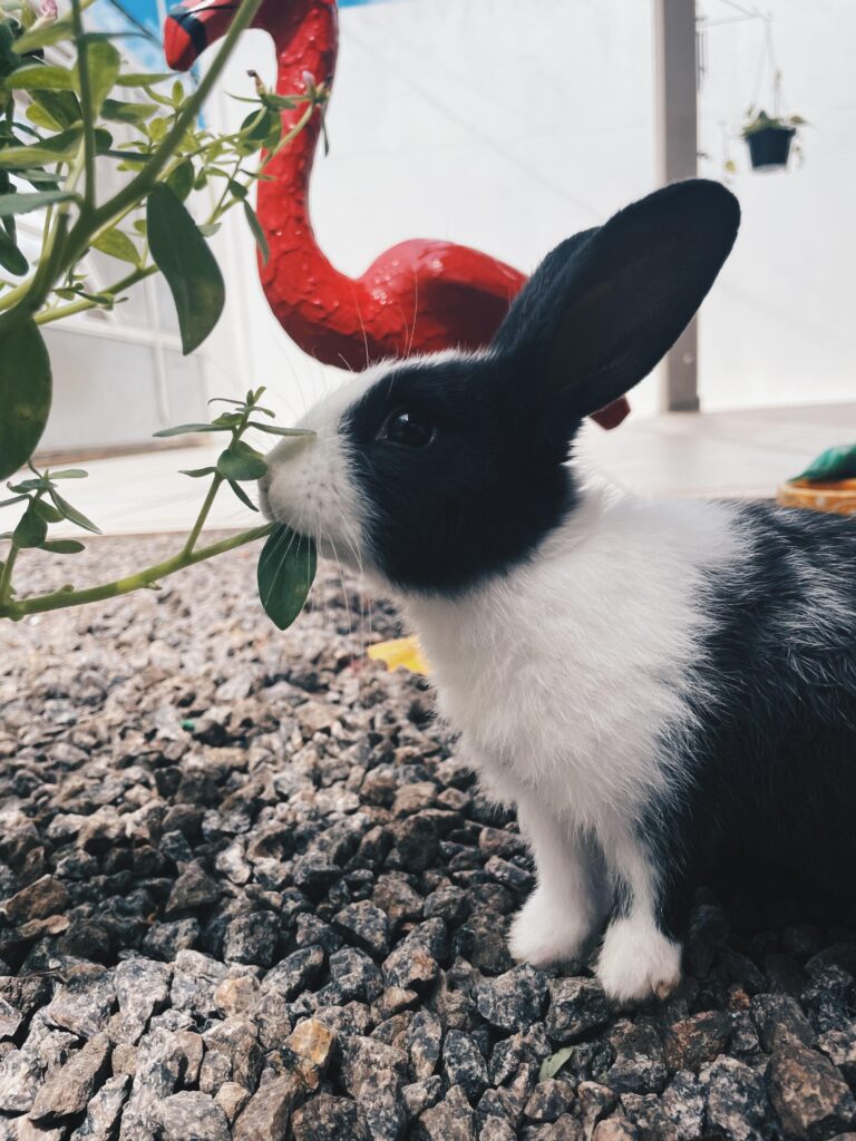 Oliver ama correr pelo quintal