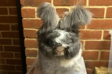 A stylish bunny ✨💖