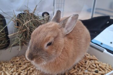 Neutered today!