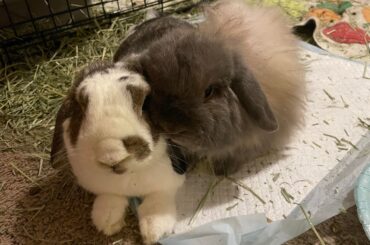 Happy 8th Birthday Juliet! (brownish grey) I'd post a pic of just you but your Romeo never leaves your side!