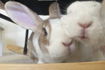 Advice on rabbits and dogs