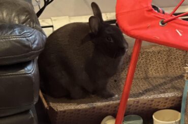 This easter bunny sucks...