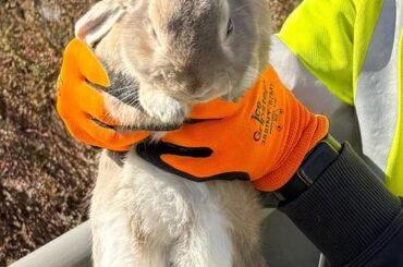 What type of bun is this? Rescued from the side of the highway