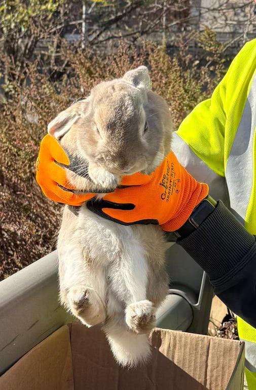 What type of bun is this? Rescued from the side of the highway