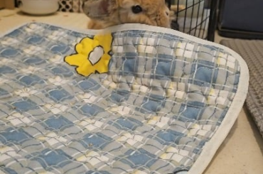 Insert title for Miso~